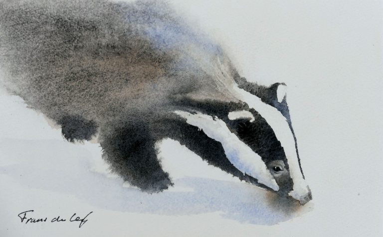watercolour painting of a badger