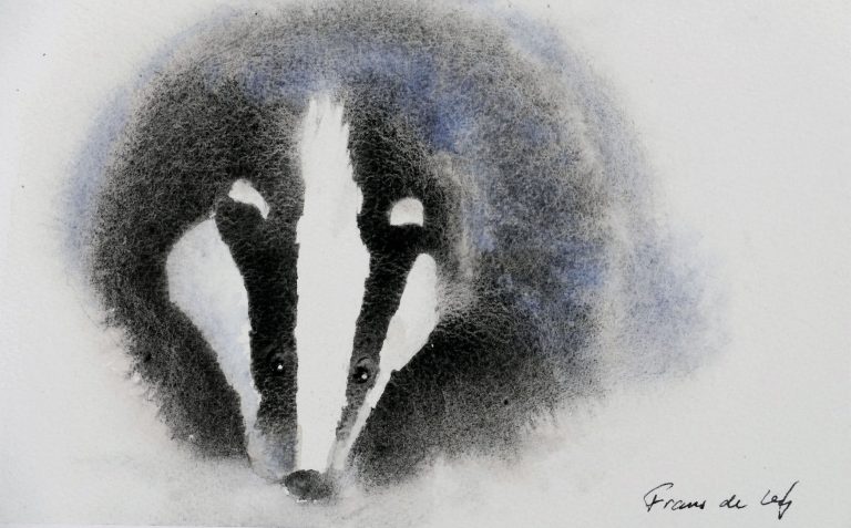Watercolour painting of a badger walking towards you