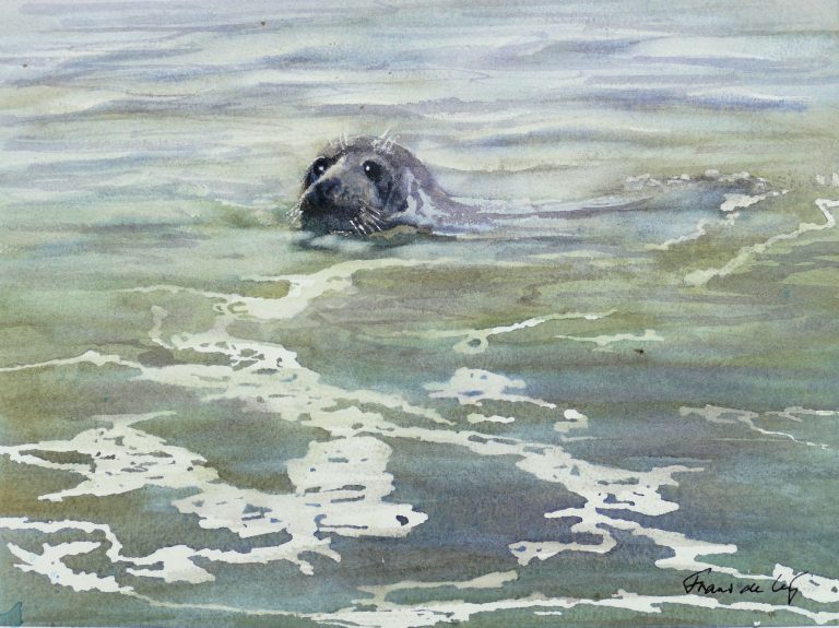 animal painting of a grey seal swimming in the sea