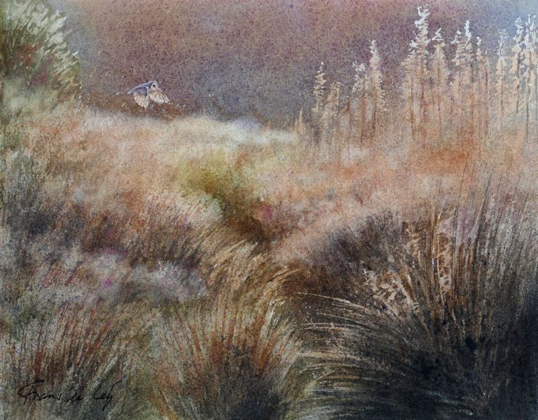 bird painting of a barn owl flying over the reeds