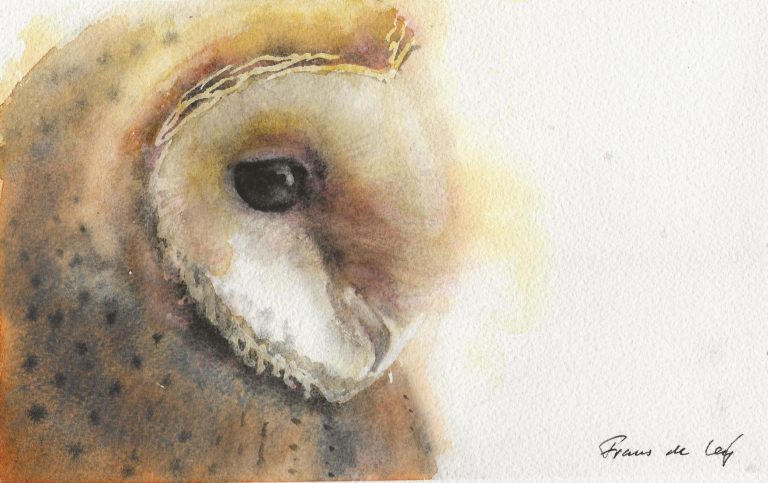 bird painting of a barn owl from the side