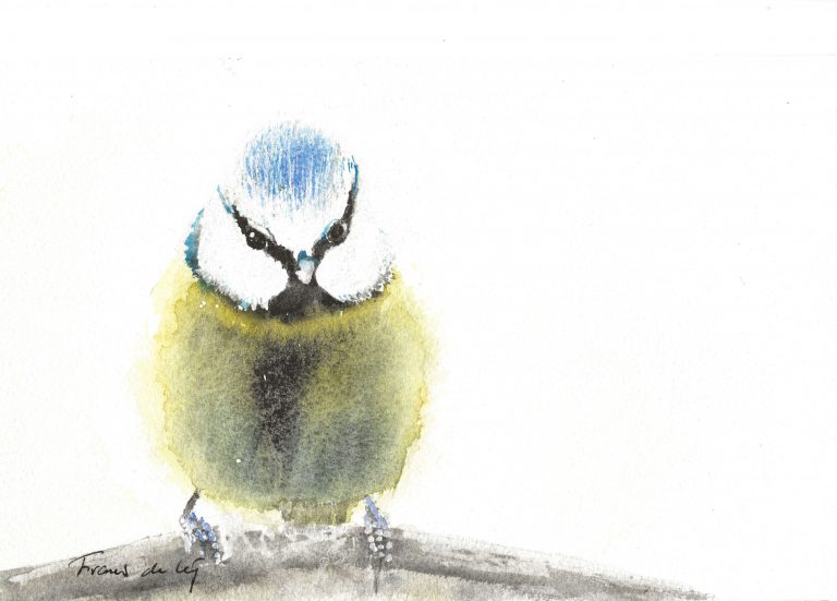 bird watercolour painting of a blue tit of a b