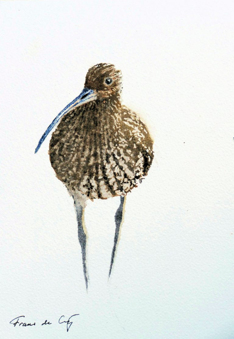 bird painting of a curlew