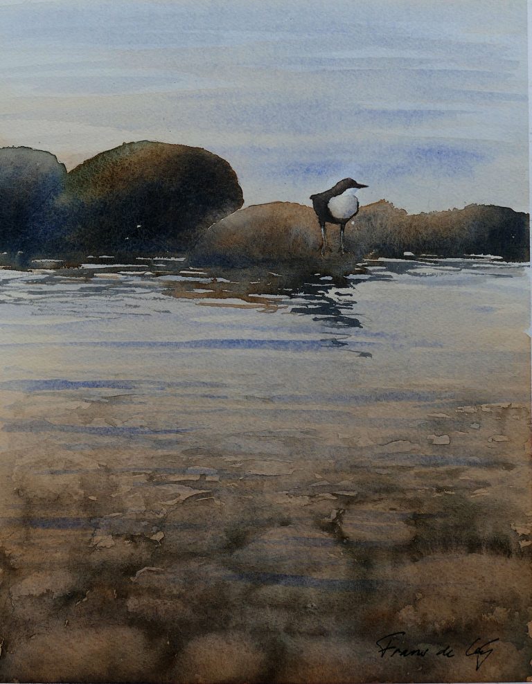 bird painting of a dipper sitting on the rocks