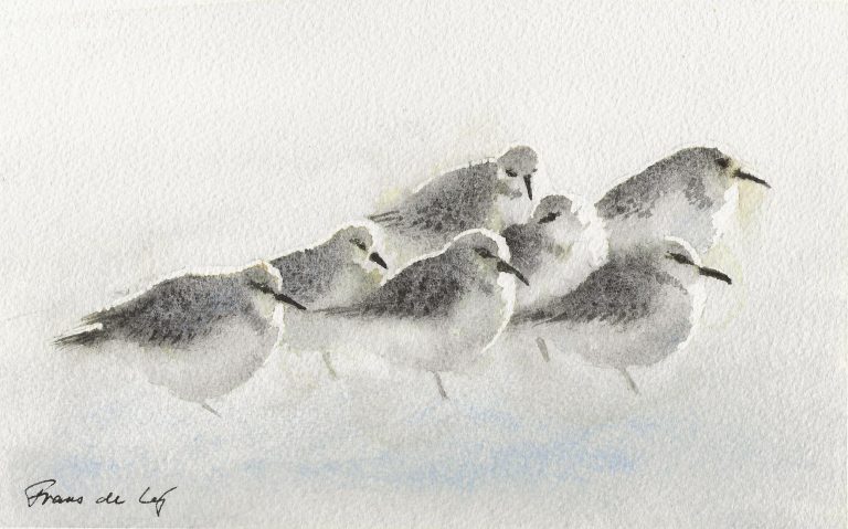 bird painting of a group of dunlin