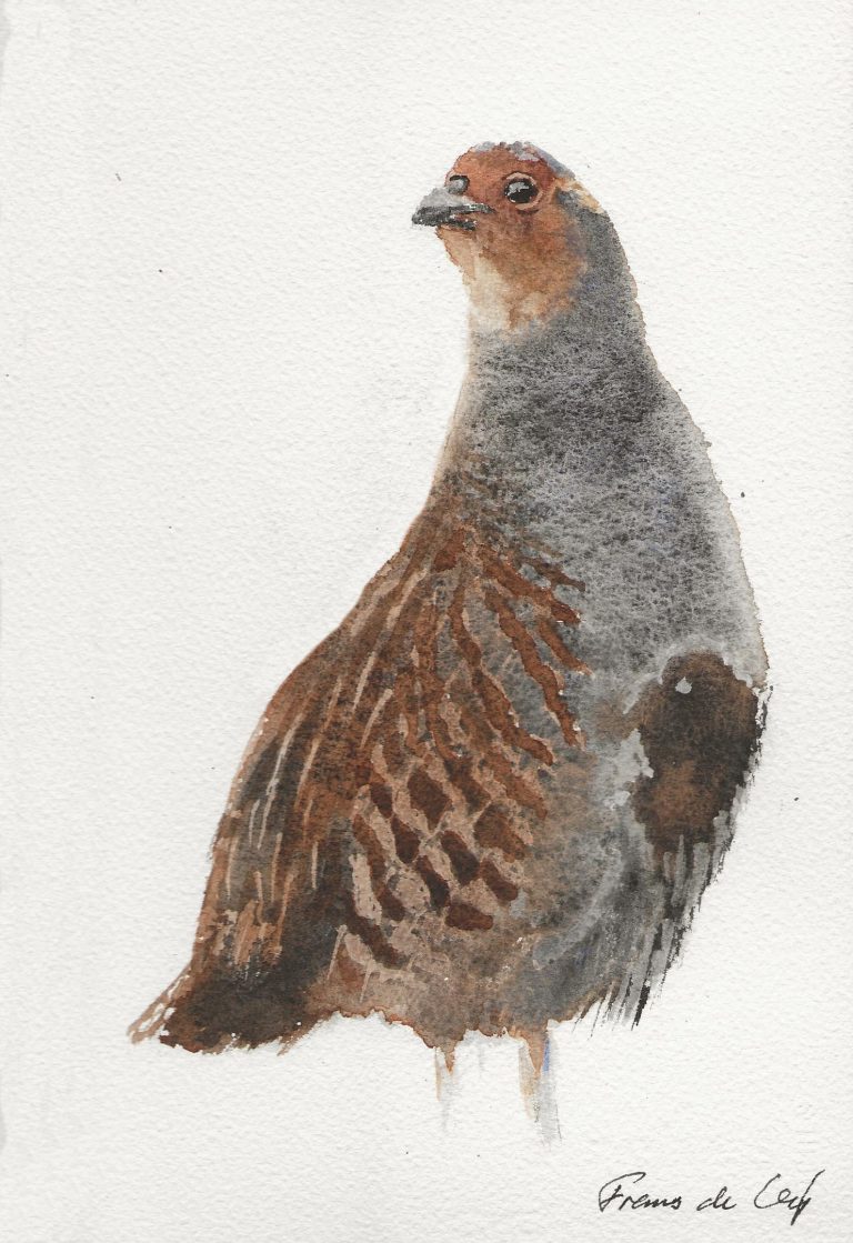 bird painting of a grey partridge