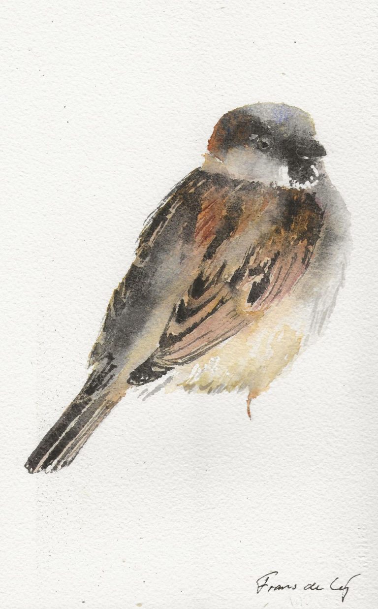 bird painting of a house sparrow