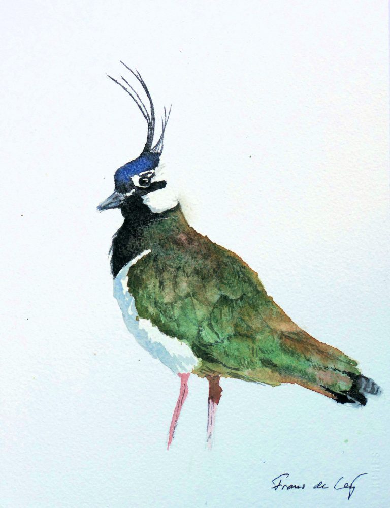 bird painting of a lapwing
