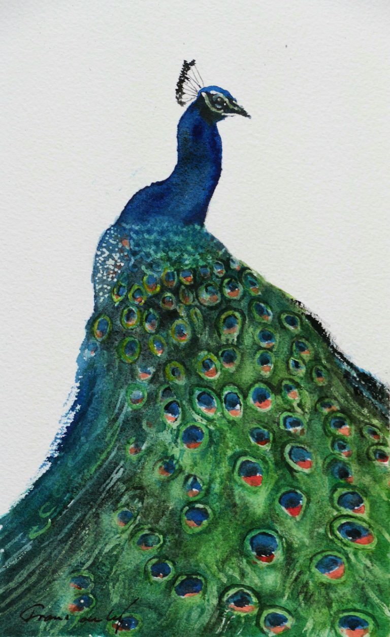 bird watercolour painting peacock tail