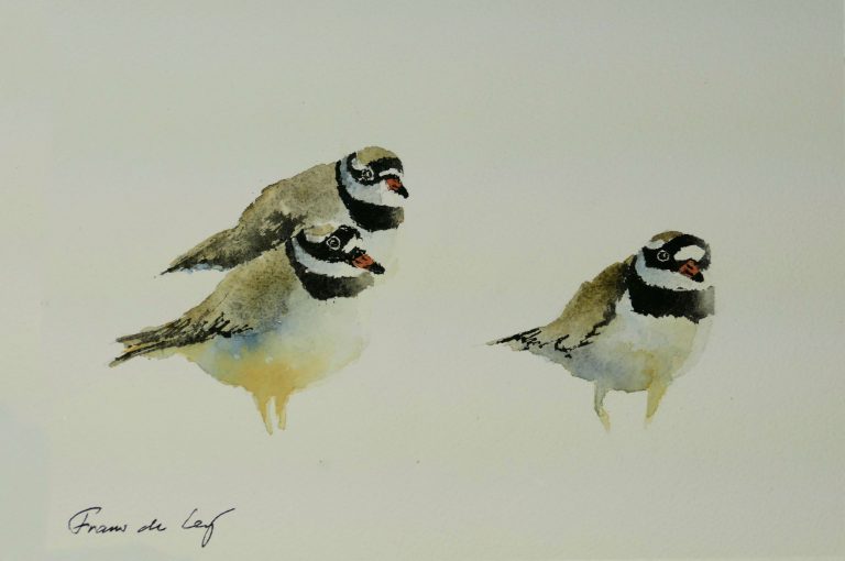 bird watercolour painting of ringed plovers