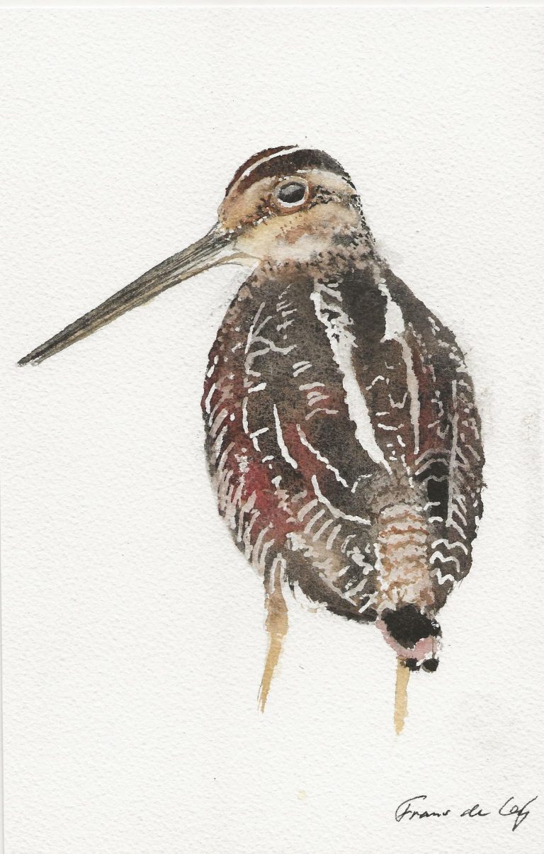 bird painting of a snipe from the back