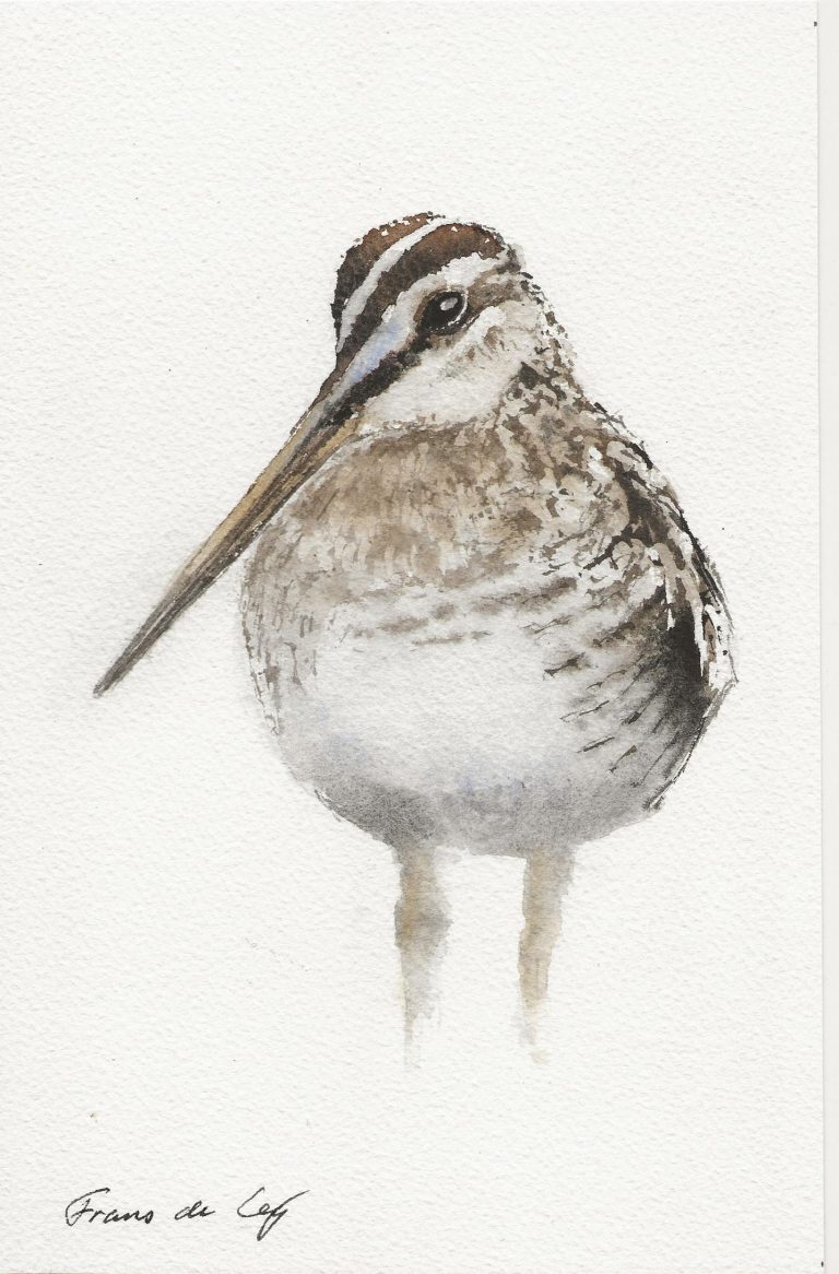 bird painting of a snipe from the front