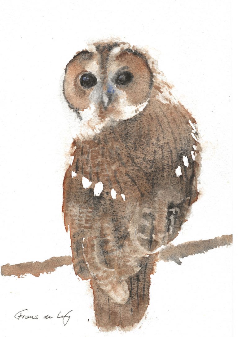 bird painting of a tawny owl