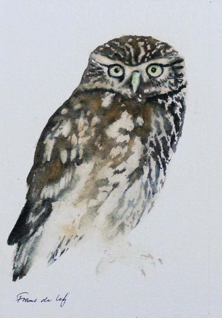 bird watercolour painting of a little owl