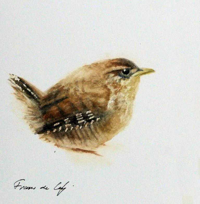 bird watercolour painting of a wrenn