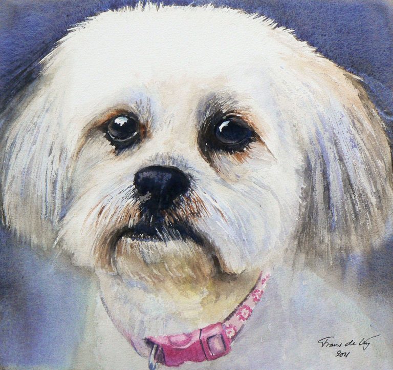 pet portrait painting of a bichon frise dog