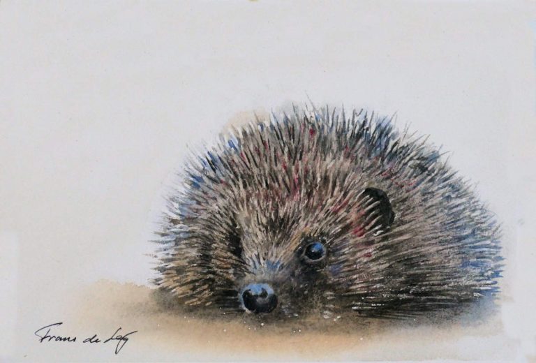 animal watercolour painting of a hedgehog