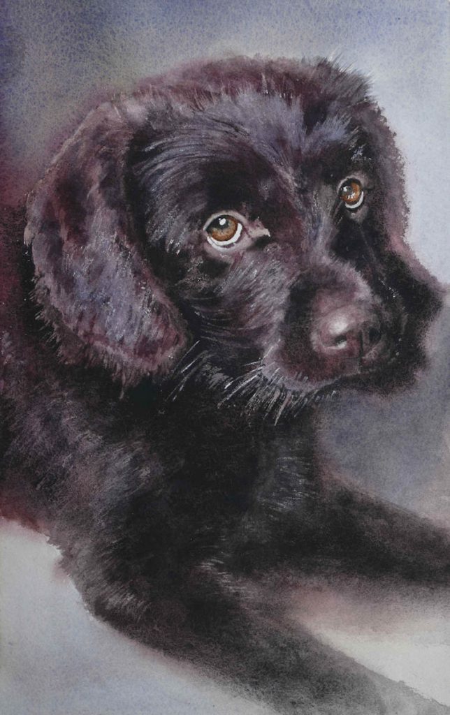Watercolour painting of Labrador puppy by Frans de Leij
