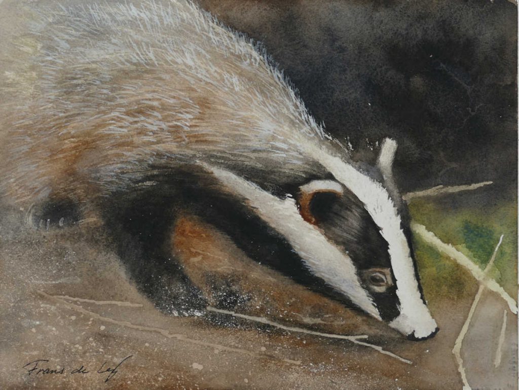 Watercolour Painting of badger by Frans de Leij