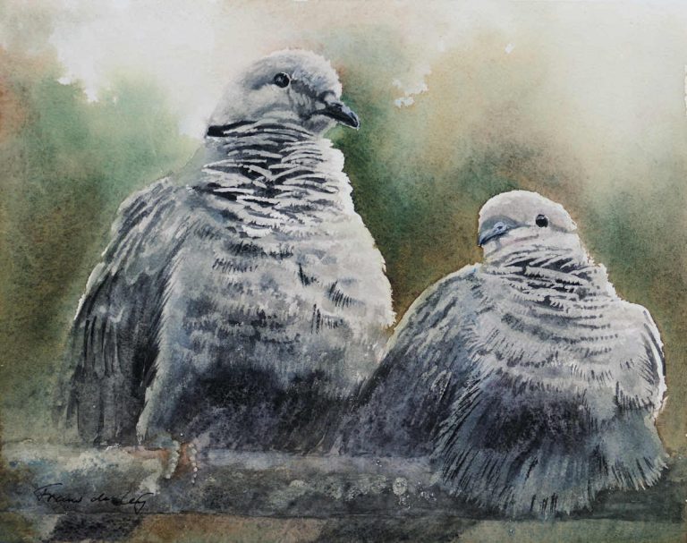Watercolour painting of collared doves by Frans de Leij