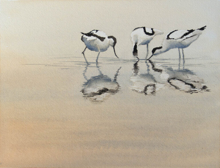 Watercolour painting of feeding avocets