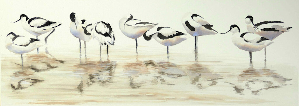 Group of Avocets with their reflections preening themselves