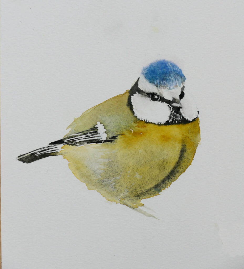 Watercolour painting of blue tit