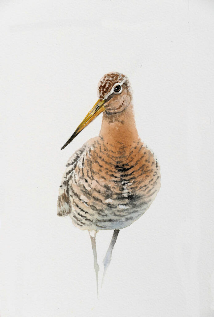 Watercolour painting by Frans de Leij of a black tailed godwit