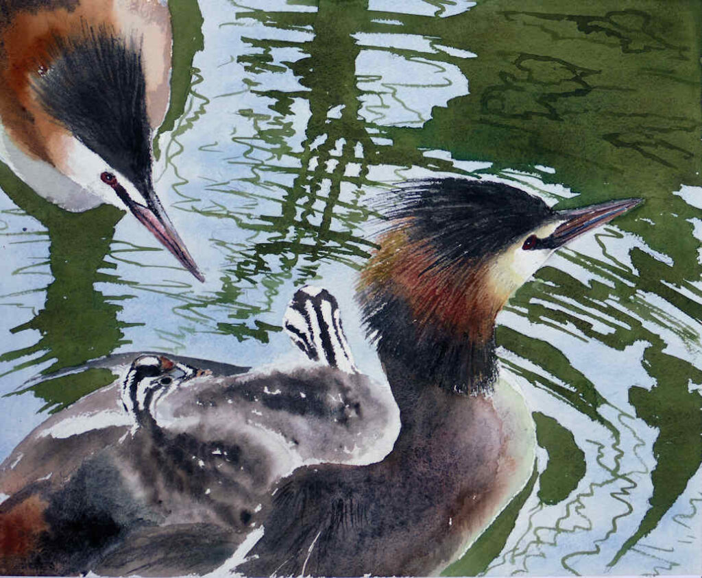 Watercolour painting of a family of great crested grebes by Frans de Leij