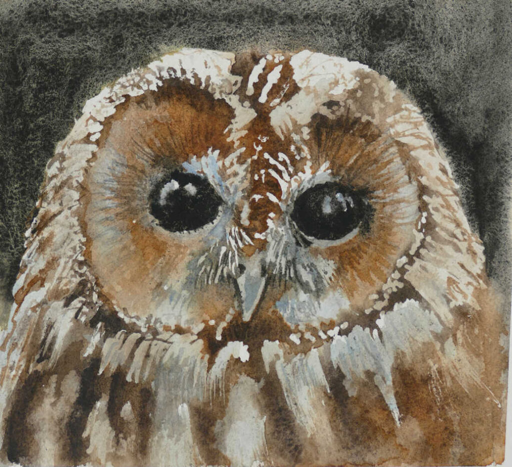 Tawny Owl Portrait in Watercolour by Frans de Leij