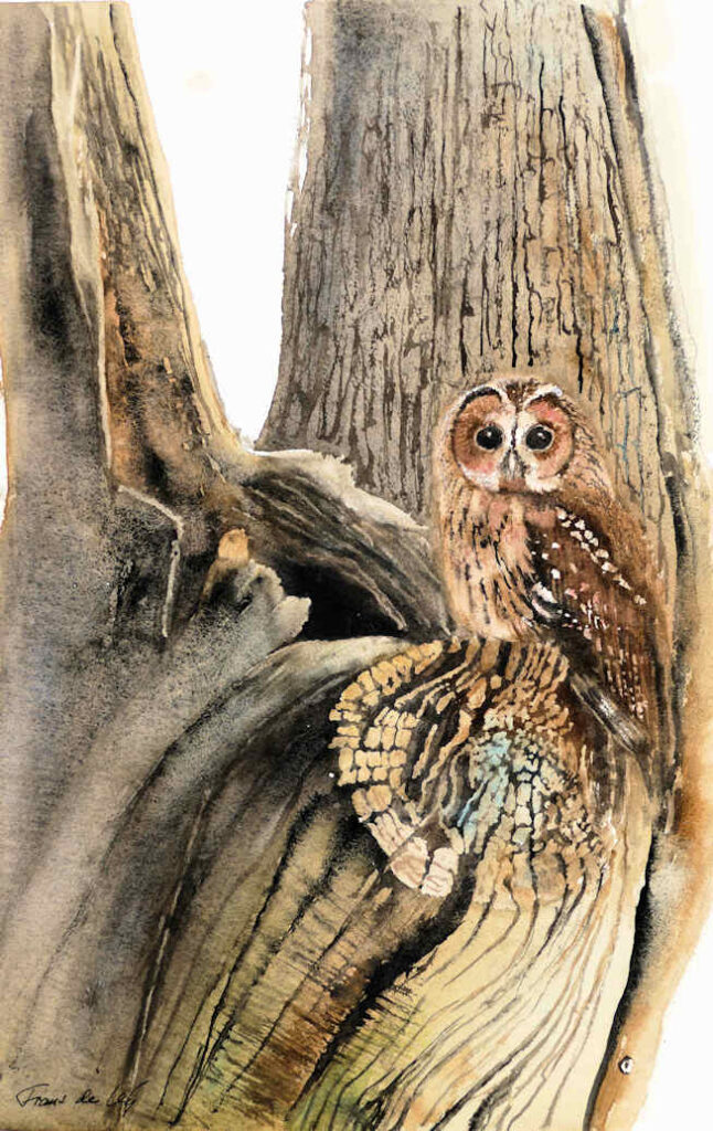 Watercolour painting of a Tawny Owl sitting in an old tree