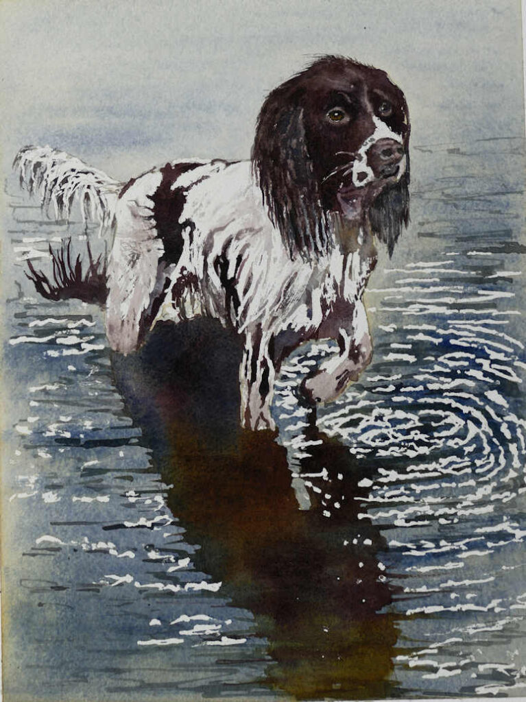 Watercolour Painting of a Springer Spaniel standing in Water by Frans de Leij