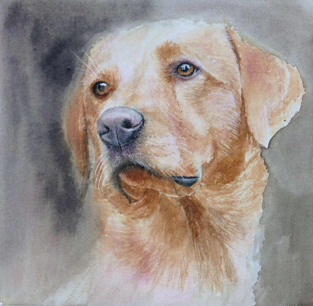 Watercolour Portrait Painting of a working Labrador dog by Frans de Leij